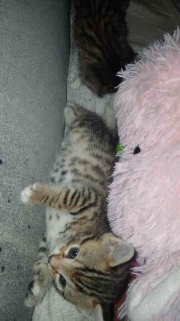 Lieve kittens  zoeken een nieuw huisje 
