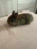 Dwergkonijntje voedster, Femelle, Nain, 0 à 2 ans