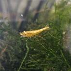Geel garnalen,  Yellow Golden Back Neocaridina, Dieren en Toebehoren, Vissen | Aquariumvissen, Kreeft, Krab of Garnaal, Zoetwatervis