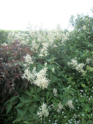 Persicaria Polymorpha beschikbaar voor biedingen