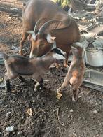 Papfles bok te koop, Dieren en Toebehoren, Schapen, Geiten en Varkens, Mannelijk, 0 tot 2 jaar
