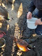 Bosfazanten, Dieren en Toebehoren, Pluimvee