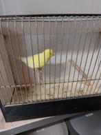 Kanaries Geel, Dieren en Toebehoren, Vogels | Kanaries, Meerdere dieren, Kleurkanarie