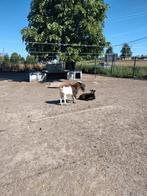 Chèvres naines, Animaux & Accessoires