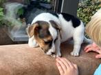 Jack russell pups kortharig, Dieren en Toebehoren, België, Particulier, Jack Russell Terriër, 8 tot 15 weken