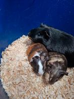 Cavia, Dieren en Toebehoren, Januari, Meerdere dieren, Cavia