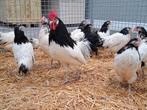 Lakenvelder kippen , sierkippen ruime keuze kippen en hanen