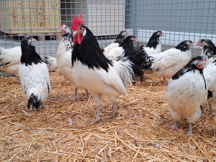 Lakenvelder kippen , sierkippen ruime keuze kippen en hanen, Dieren en Toebehoren, Pluimvee, Kip, Meerdere dieren