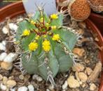 Euphorbia Fruticosa, Huis en Inrichting, Minder dan 100 cm, Verzenden, Vetplant