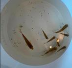 Gratis 8 baby goudvissen, Dieren en Toebehoren, Goudvis(sen)
