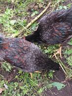 barnevelder haan dubbel gezoomd, Dieren en Toebehoren