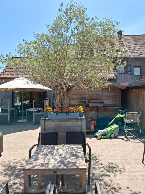 olijfboom in massieve pot, Tuin en Terras, Planten | Bomen, Olijfboom, Ophalen