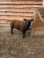 Ooi lam, Dieren en Toebehoren, Vrouwelijk, Schaap, 0 tot 2 jaar