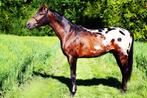 de appaloosa bontgekleurde Baston, Dieren en Toebehoren, Gechipt, 3 tot 6 jaar, 160 tot 165 cm, Zadelmak