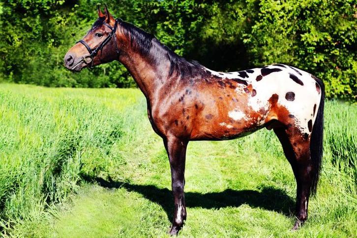 de appaloosa bontgekleurde Baston, Dieren en Toebehoren, Paarden, Hengst, Zadelmak, 160 tot 165 cm, 3 tot 6 jaar, Met stamboom