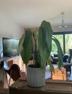 Spathiphyllum (vredeslelie lepelplant) zonder bloempot, Huis en Inrichting, Kamerplanten, Ophalen