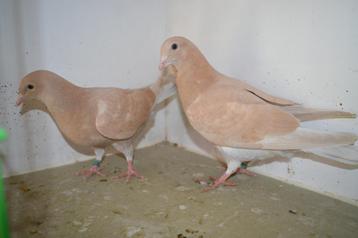 kleurpostduiven, Sexe inconnu, Pigeon voyageur