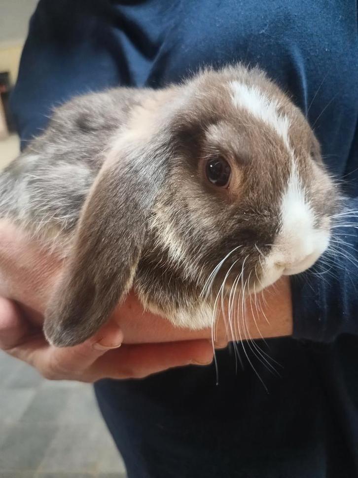 Handtamme NHD dwergkonijn tjes, Dieren en Toebehoren, Konijnen, Dwerg, Meerdere dieren, 0 tot 2 jaar, Hangoor