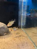 Mikrogeophagus ramirezi, Vis, Zoetwatervis
