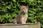 Shiba Inu puppies, Dieren en Toebehoren, Honden | Poolhonden, Keeshonden en Oertypen, Meerdere, Poolhond, 8 tot 15 weken, Meerdere dieren