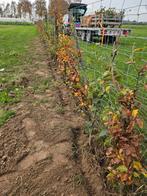 Beuken, Tuin en Terras, Ophalen