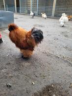 Usa zijdehoen haantjes, Dieren en Toebehoren, Pluimvee