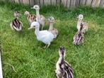 Nandoe kuikens ( gesext), Dieren en Toebehoren, Pluimvee