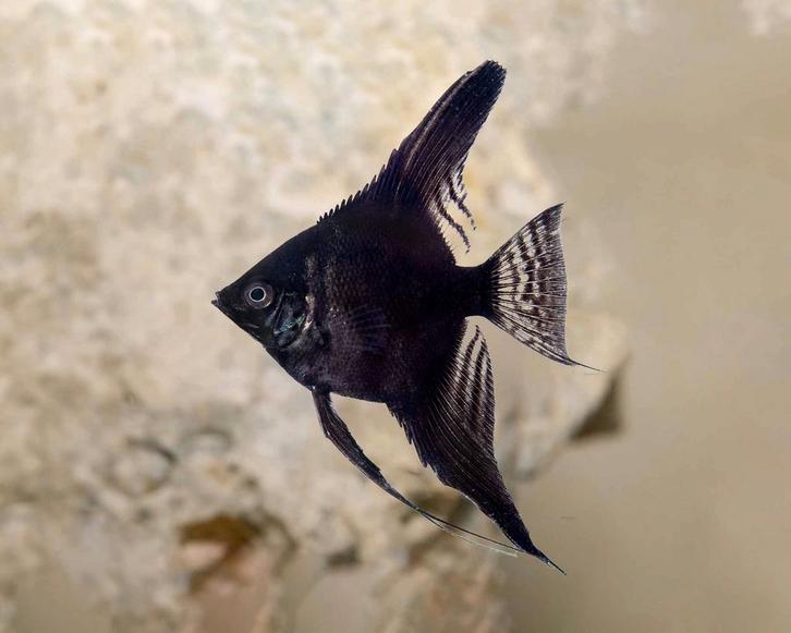 Zwarte Maanvis -  Black Skalare 9cm - Locatie Heerlen NL, Dieren en Toebehoren, Vissen | Aquariumvissen, Zoetwatervis, Vis, Schoolvis