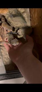 2 luipaardgekkos + terrarium en attributen, Dieren en Toebehoren, Met terrarium, 7 tot 10 jaar