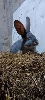 Duitsereus blauw otter moertje, Dieren en Toebehoren, Konijnen, Vrouwelijk, Groot, 0 tot 2 jaar