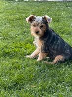 York shire pup, Dieren en Toebehoren, Honden | Chihuahua's en Gezelschapshonden, België, 15 weken tot 1 jaar, CDV (hondenziekte)