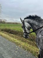 te koop merrie, Dieren en Toebehoren, Paarden, Merrie, Met stamboom, Zadelmak, 3 tot 6 jaar