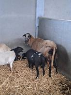 Grote barbados ooi met lam, Dieren en Toebehoren, Schapen, Geiten en Varkens, Meerdere dieren, Schaap, 3 tot 5 jaar