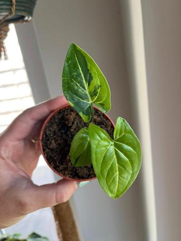 Syngonium Panda beschikbaar voor biedingen