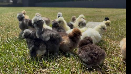 Kuikens zijdehoen usa, Dieren en Toebehoren, Pluimvee, Kip, Geslacht onbekend