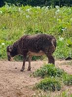 Soay, Dieren en Toebehoren