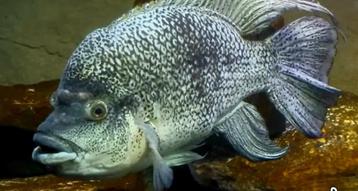 Groot kweekkoppel Hatiensis cichliden  beschikbaar voor biedingen