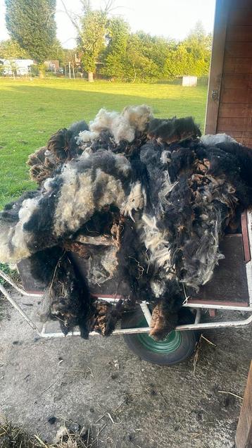 Gratis wol van 7 bonte schapen beschikbaar voor biedingen