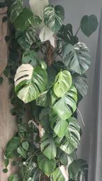 Verschillende planten te koop, Huis en Inrichting, Kamerplanten, Ophalen
