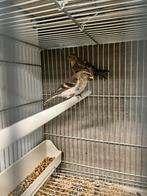 Witstuit barmsijzen, Dieren en Toebehoren, Meerdere dieren