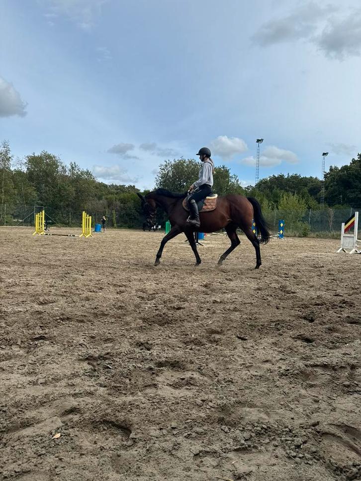 Diva merrie, Dieren en Toebehoren, Paarden, Merrie