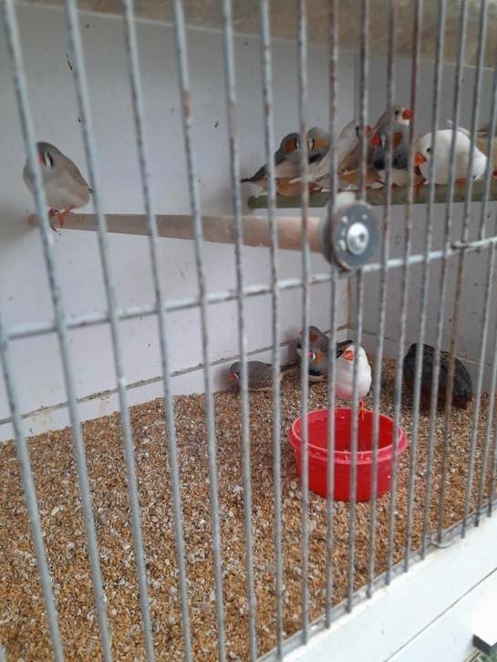 7 koppels zebravinken verschillende kleuren, Dieren en Toebehoren, Vogels | Kanaries, Meerdere dieren