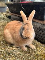 Konijn