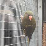 Poppen Shubben Lori  voor ruillen, Meerdere dieren, Parkiet, Geringd
