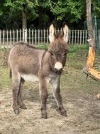 Mini-ezeltjes te koop, Dieren en Toebehoren, Paarden, Meerdere dieren, Gechipt