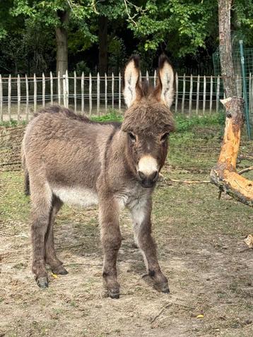 Mini ânes à vendre, Plusieurs animaux, Vermifugé