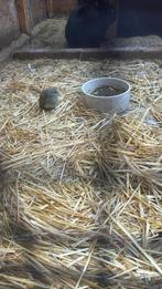 Kakariki’s te koop, Mâle, Oiseau tropical, Bagué