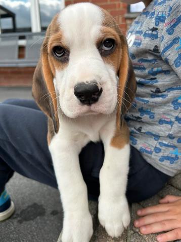 Lieve beagle pups beschikbaar voor biedingen