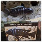 Cynothylapia ndonga deep cichliden malawi hobbykweek, Dieren en Toebehoren, Vissen | Aquariumvissen, Vis, Zoetwatervis