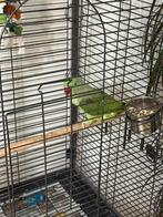 Alexandrijnse parkiet, Dieren en Toebehoren, Ophalen, Zo goed als nieuw